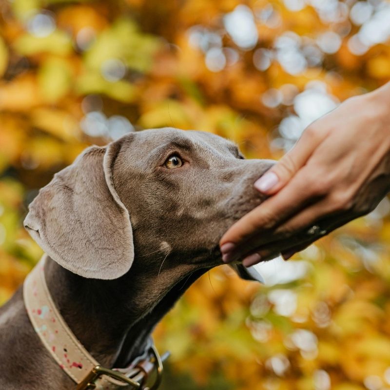 dog with a person's hand by dog's mouth